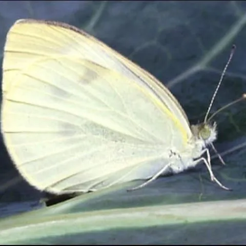 thumbnail for publication: Imported Cabbageworm, Pieris rapae (Linnaeus) (Insecta: Lepidoptera: Pieridae)